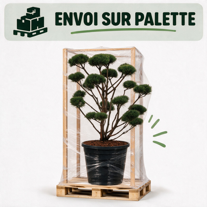 Pin sylvestre Watereri - Pinus sylvestris Watereri Bonsaï 110/130cm Pot 130L