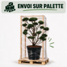 Pin sylvestre Watereri - Pinus sylvestris Watereri Bonsaï 110/130cm Pot 130L
