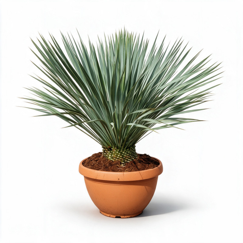 Yucca - Yucca rostrata - 80cm Pot 23L