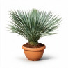 Yucca - Yucca rostrata - 80cm Pot 23L