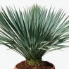 Yucca - Yucca rostrata - 80cm Pot 23L