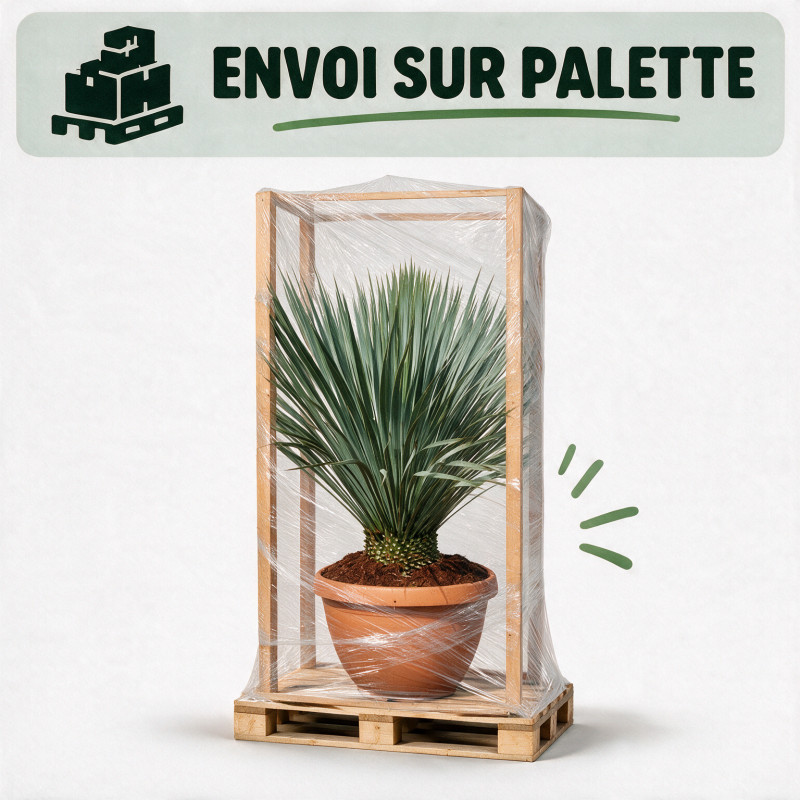 Yucca - Yucca rostrata - 80cm Pot 23L