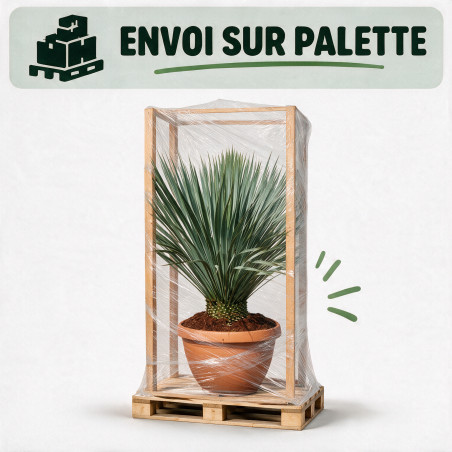 Yucca - Yucca rostrata - 80cm Pot 23L
