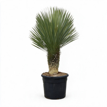 Yucca - Yucca rostrata 70cm 130cm Pot 70L