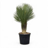 Yucca - Yucca rostrata 70cm 130cm Pot 70L