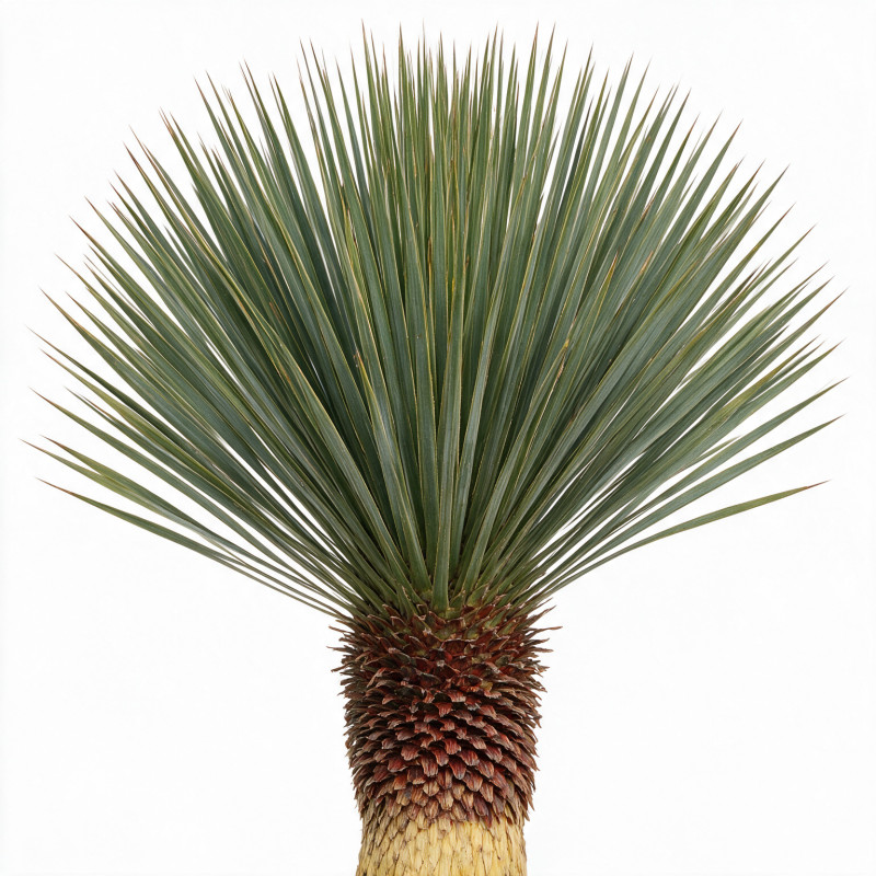 Yucca - Yucca rostrata 70cm 130cm Pot 70L