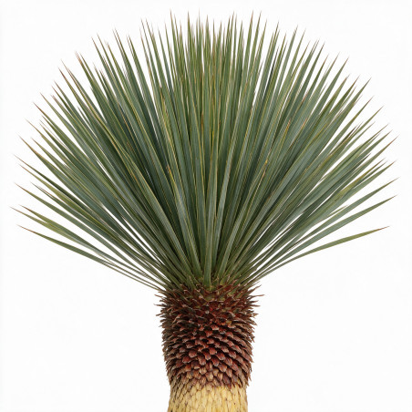 Yucca - Yucca rostrata 70cm 130cm Pot 70L