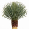 Yucca - Yucca rostrata 70cm 130cm Pot 70L