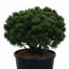 Pin de montagne Gnom - Pinus mugo Gnom 100/125cm Pot 285L - Pin parasol