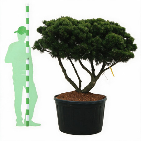 Pin de montagne Gnom - Pinus mugo Gnom 100/125cm Pot 285L - Pin parasol