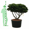 Pin de montagne Gnom - Pinus mugo Gnom 100/125cm Pot 285L - Pin parasol