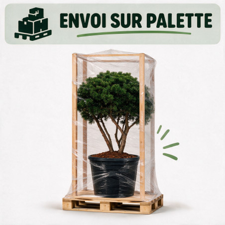 Pin de montagne Gnom - Pinus mugo Gnom 100/125cm Pot 285L - Pin parasol