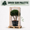 Pin de montagne Gnom - Pinus mugo Gnom 100/125cm Pot 285L - Pin parasol