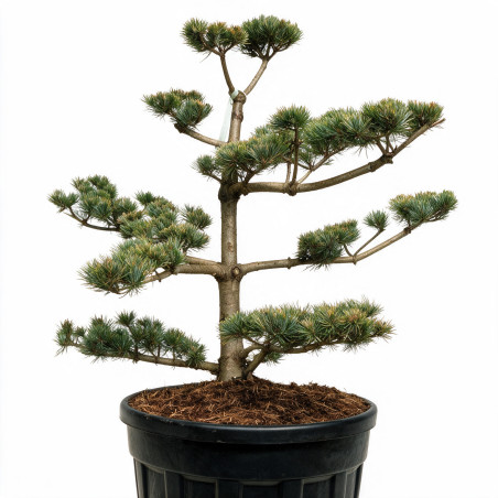 Pin blanc du Japon Negishi - Pinus parviflora Negishi Bonsaï 100/125cm Pot 180L