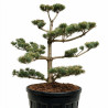 Pin blanc du Japon Negishi - Pinus parviflora Negishi Bonsaï 100/125cm Pot 180L