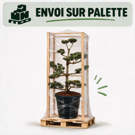 Pin blanc du Japon Negishi - Pinus parviflora Negishi Bonsaï 100/125cm Pot 180L