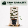 Pin blanc du Japon Negishi - Pinus parviflora Negishi Bonsaï 100/125cm Pot 180L