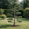 Pin blanc du Japon Negishi - Pinus parviflora Negishi Bonsaï 100/125cm Pot 180L