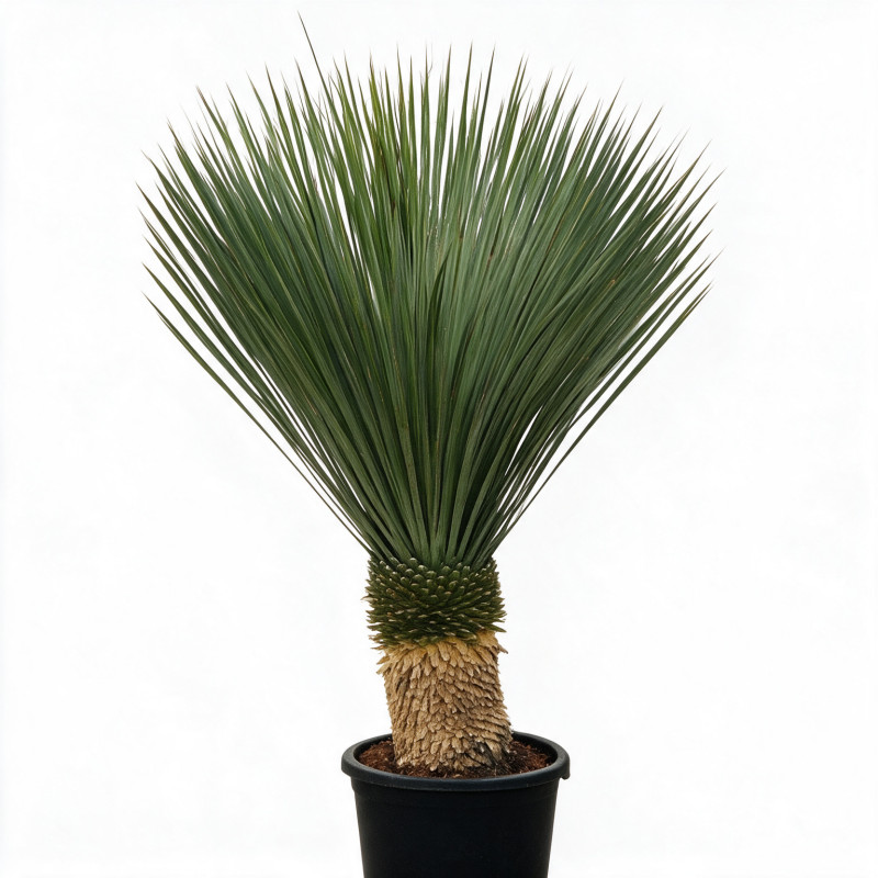 Yucca - Yucca rostrata 60cm 110cm Pot 55L