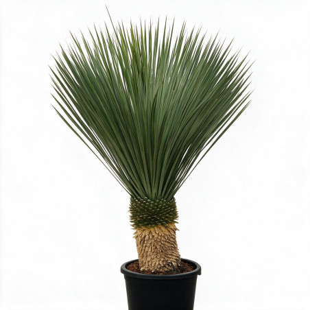 Yucca - Yucca rostrata 60cm 110cm Pot 55L