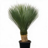 Yucca - Yucca rostrata 60cm 110cm Pot 55L