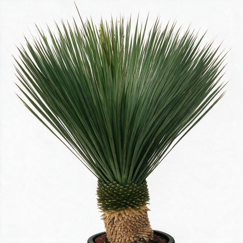 Yucca - Yucca rostrata 60cm 110cm Pot 55L