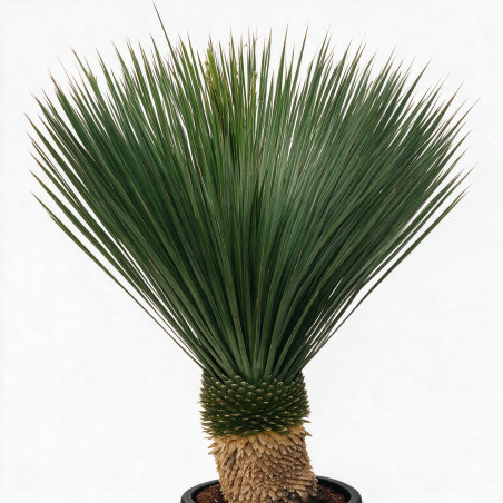 Yucca - Yucca rostrata 60cm 110cm Pot 55L