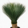 Yucca - Yucca rostrata 60cm 110cm Pot 55L