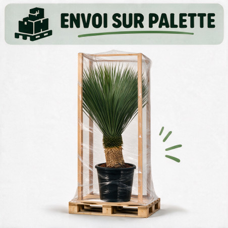 Yucca - Yucca rostrata 60cm 110cm Pot 55L