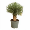 Yucca - Yucca rostrata 90/110cm Pot 35L