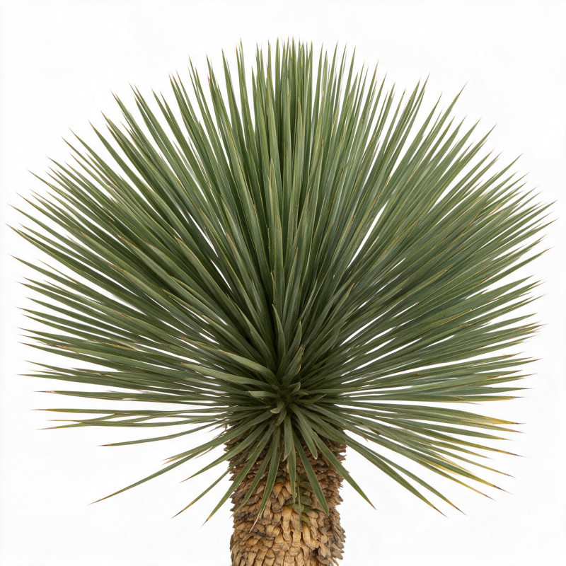 Yucca - Yucca rostrata 90/110cm Pot 35L