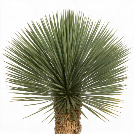 Yucca - Yucca rostrata 90/110cm Pot 35L