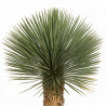 Yucca - Yucca rostrata 90/110cm Pot 35L
