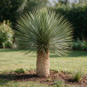 Yucca - Yucca rostrata 90/110cm Pot 35L