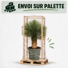 Yucca - Yucca rostrata 90/110cm Pot 35L