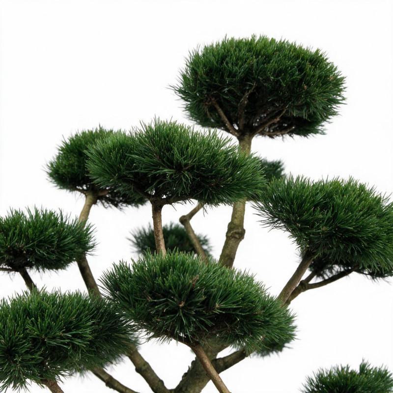 Pin de montagne Gnom - Pinus mugo Gnom Bonsaï 100/125cm Pot 180L