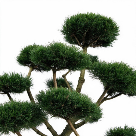Pin de montagne Gnom - Pinus mugo Gnom Bonsaï 100/125cm Pot 180L