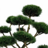 Pin de montagne Gnom - Pinus mugo Gnom Bonsaï 100/125cm Pot 180L