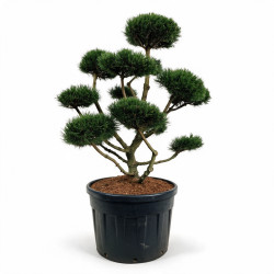 Pin de montagne Gnom - Pinus mugo Gnom Bonsaï 100/125cm Pot 180L