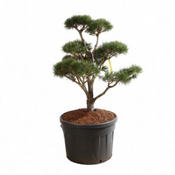 Pin Weymouth Contorta - Pinus strobus Contorta Bonsaï 100/125cm Pot 180L