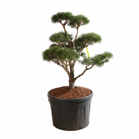 Pin Weymouth Contorta - Pinus strobus Contorta Bonsaï 100/125cm Pot 180L