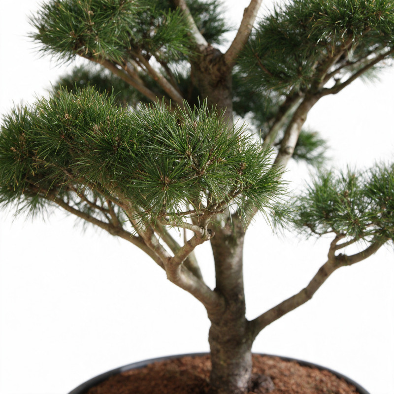 Pin Weymouth Contorta - Pinus strobus Contorta Bonsaï 100/125cm Pot 180L