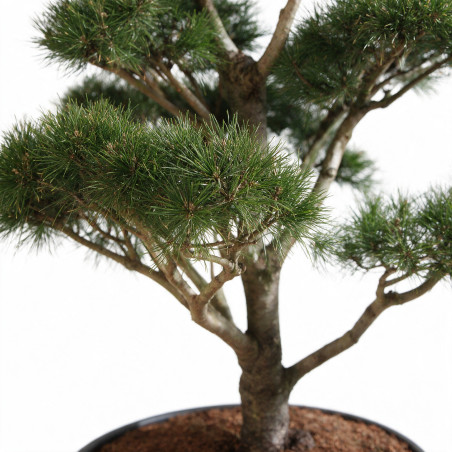 Pin Weymouth Contorta - Pinus strobus Contorta Bonsaï 100/125cm Pot 180L