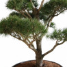 Pin Weymouth Contorta - Pinus strobus Contorta Bonsaï 100/125cm Pot 180L