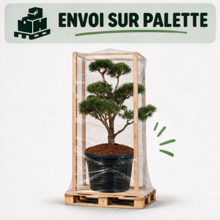 Pin Weymouth Contorta - Pinus strobus Contorta Bonsaï 100/125cm Pot 180L