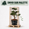 Pin Weymouth Contorta - Pinus strobus Contorta Bonsaï 100/125cm Pot 180L