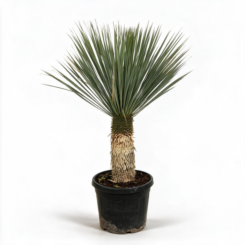 Yucca - Yucca rostrata 80/100cm Pot 45L