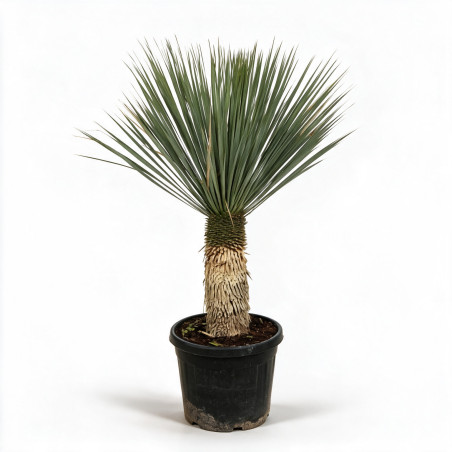 Yucca - Yucca rostrata 80/100cm Pot 45L