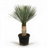 Yucca - Yucca rostrata 80/100cm Pot 45L