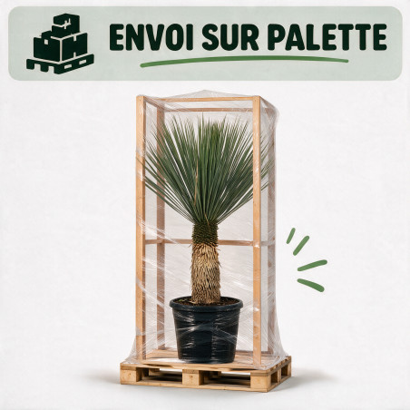 Yucca - Yucca rostrata 80/100cm Pot 45L